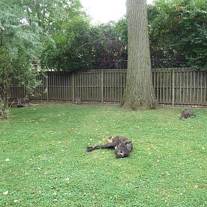 Wallaby WalkAbout - Tammar Wallaby/Wallaroo Exhibit
