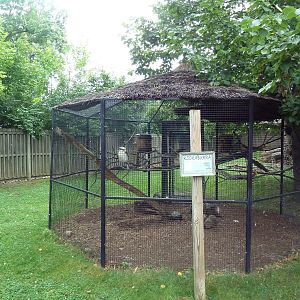 Wallaby WalkAbout - Kookaburra Exhibit
