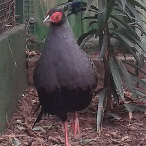 Siamese fireback male