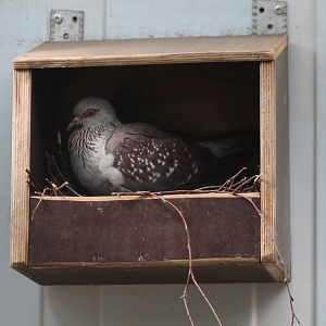 Speckled pigeon at the nest