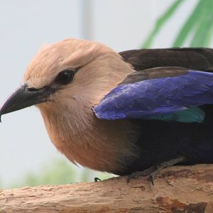 Blue-bellied roller