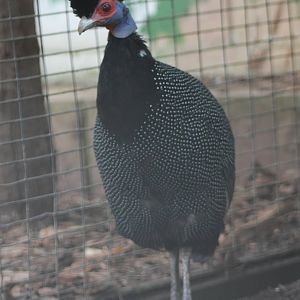 Pucheran's guineafowl