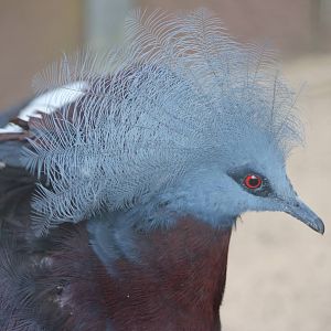Red-breasted crowned pigeon