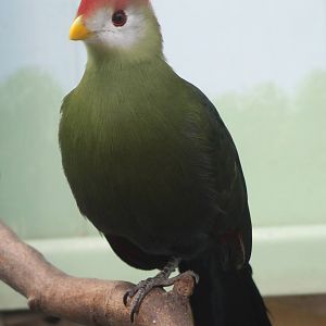 Red-crested touraco