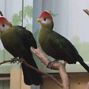 Red-crested touracos