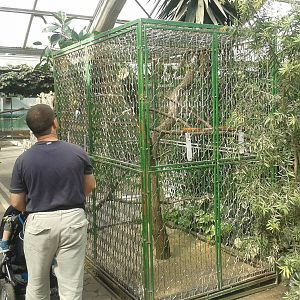 Old-fashioned parrot-cage