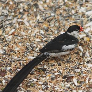 Pin-tailed whydah