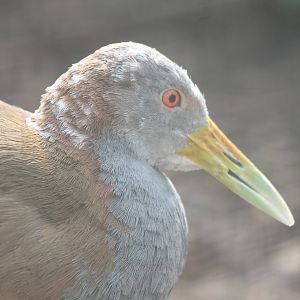 Ypecaha wood rail