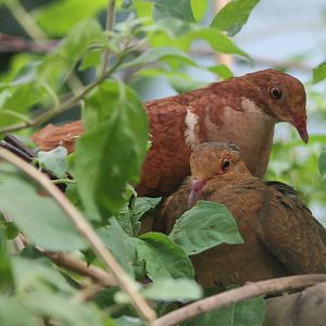 Ruddy quail doves