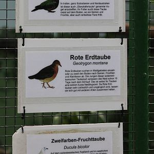 Dove and pigeon signs