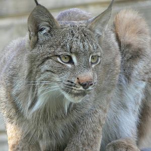 Canadian Lynx at Hamerton Zoo, 23/08/14
