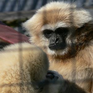 Lar Gibbon at Hamerton Zoo, 23/08/14