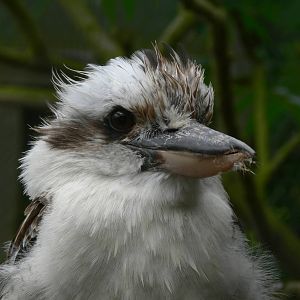 Laughing Kookaburra at Hamerton Zoo, 23/08/14