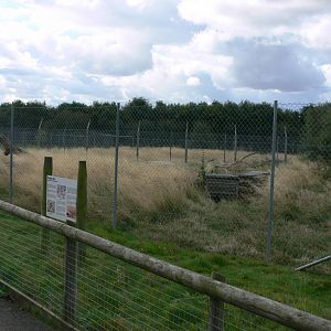 Corsac Fox Exhibit at Hamerton Zoo, 23/08/14