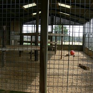 Tiger House at Hamerton Zoo, 23/08/14