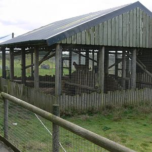 Serval Exhibit at Hamerton Zoo, 23/08/14
