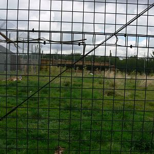 Tiger Exhibit at Hamerton Zoo, 23/08/14