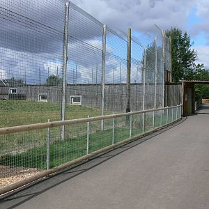 Tiger Viewing at Hamerton Zoo, 23/08/14