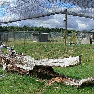 Serval Enclosure at Hamerton Zoo, 23/08/14