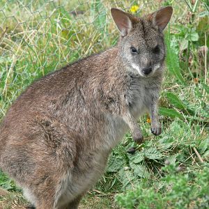 Parma Wallaby at Hamerton Zoo, 23/08/14