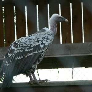 Ruppell's Griffon Vulture at Hamerton Zoo, 23/08/14