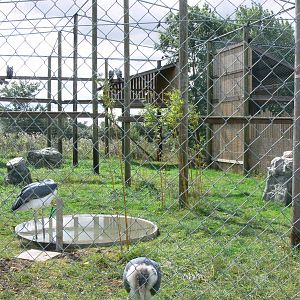 Vulture Aviary at Hamerton Zoo, 23/08/14