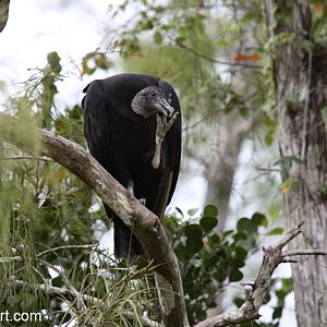 black vulture (wild)