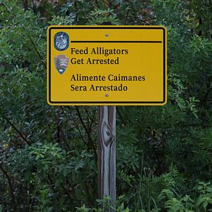 alligator feeding sign