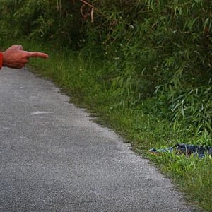 wild alligator on path