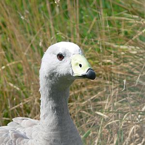 Cape Barren Goose at Hamerton Zoo, 23/08/14
