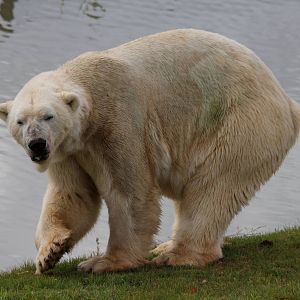 Victor the polar bear 24-8-14