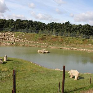 Polar bear enclosure 24-8-14
