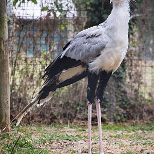 Secretary bird : Marwell : 08 Aug 2014