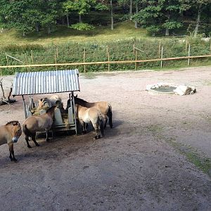 Paddock for Przewalski?s horse