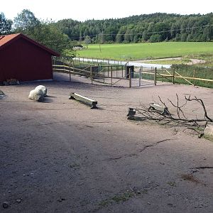 Paddock for Przewalski?s horse