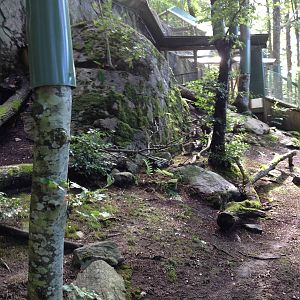 Pallas?s cat exhibit #1