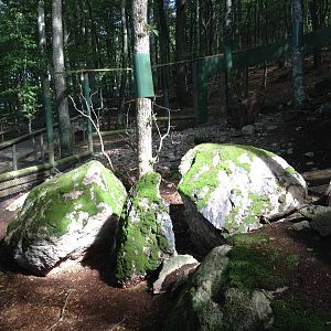 Pallas?s cat exhibit #1