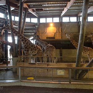 Giraffe housing (interior) : Marwell : 08 Aug 2014