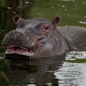 Common hippopotamus : Whipsnade : 16 Aug 2014