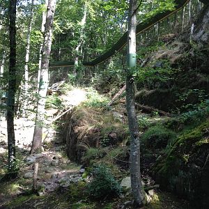 Pallas?s cat exhibit #2
