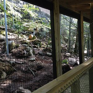 Persian leopard exhibit (new for 2014)