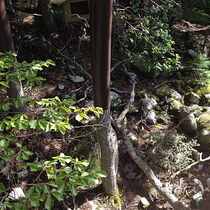 Persian leopard exhibit (new for 2014)