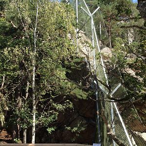 Persian leopard exhibit (new for 2014)