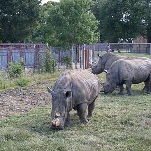 Southern white rhinoceros : Whipsnade : 03 Aug 2014