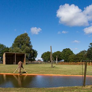 Reticulated giraffe enclosure : Whipsnade : 03 Aug 2014
