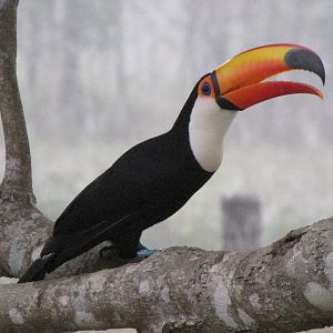 Brazilian Pantanal / Toco Toucan