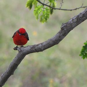 Brazilian Pantanal / Vermillion flycatcher
