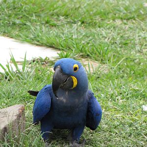 Brazilian Pantanal / Hyacinth macaw