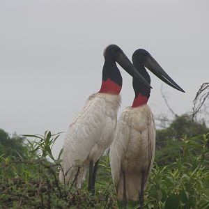 Brazilian Pantanal / Jabiru storks