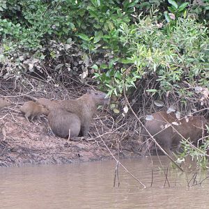Brazilian Pantanal / Capybara with babies